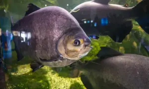 Duże, ciemne ryby pływają w akwarium. Jedna z nich, z żółtym okiem, jest na pierwszym planie. To fascynujący widok w Mielnie oceanarium.