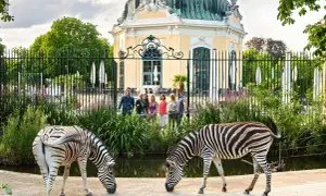 Dwie zebry pasące się przed pięknym pawilonem w zoo wiedeń. Grupa turystów obserwuje zwierzęta.
