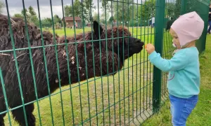 Dziecko karmi alpakę marchewką w zoo nad morzem.