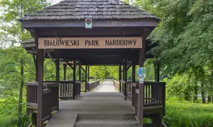 Drewniany mostek prowadzi do Białowieskiego Parku Narodowego. Ciekawostki o przyrodzie czekają za zielonymi drzewami.