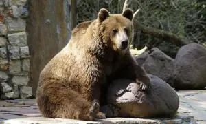 Miś brunatny odpoczywa na kamieniu w najstarszym zoo w Polsce.