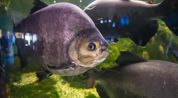 Duże, ciemne ryby pływają w akwarium. Jedna z nich, z żółtym okiem, jest na pierwszym planie. To fascynujący widok w Mielnie oceanarium.