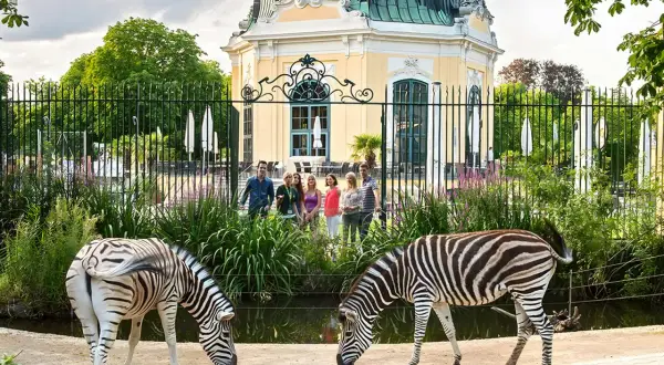 Dwie zebry pasące się przed pięknym pawilonem w zoo wiedeń. Grupa turystów obserwuje zwierzęta.