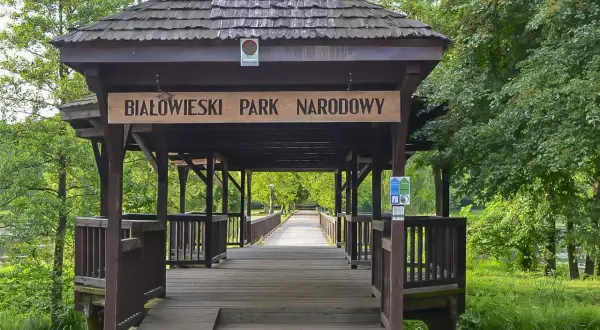 Drewniany mostek prowadzi do Białowieskiego Parku Narodowego. Ciekawostki o przyrodzie czekają za zielonymi drzewami.