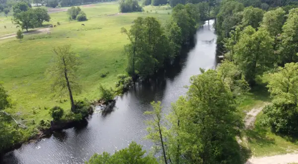 Zielona łąka z końmi, rzeka wijąca się wśród drzew i piaszczysta ścieżka. W oddali widać las. Idealne miejsce na spacer z **topoliną**.