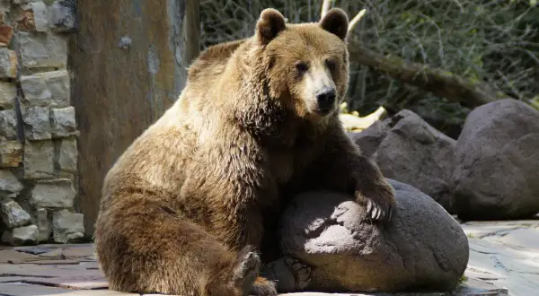 Miś brunatny odpoczywa na kamieniu w najstarszym zoo w Polsce.