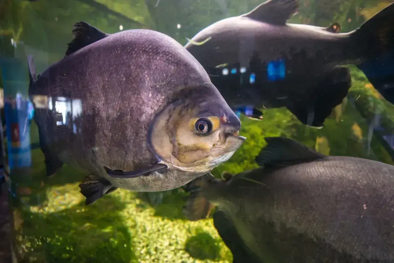 Duże, ciemne ryby pływają w akwarium. Jedna z nich, z żółtym okiem, jest na pierwszym planie. To fascynujący widok w Mielnie oceanarium.
