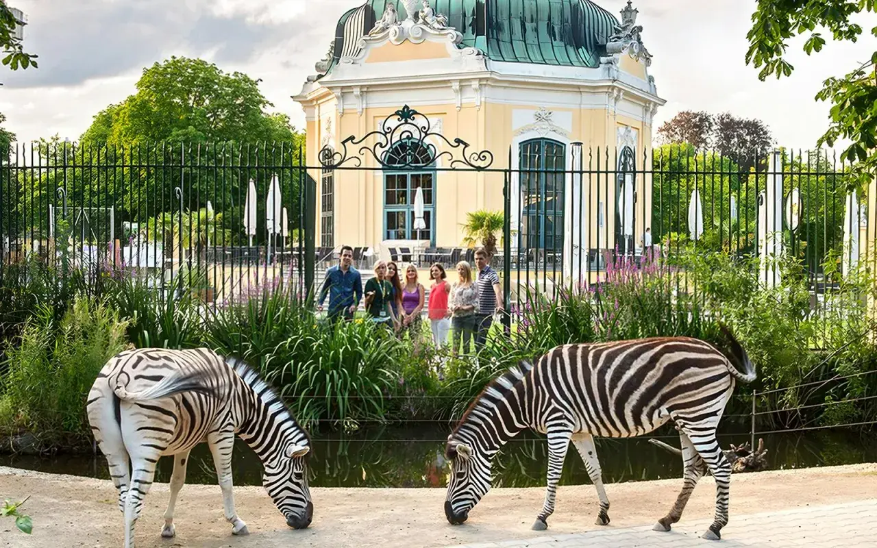 Dwie zebry pasące się przed pięknym pawilonem w zoo wiedeń. Grupa turystów obserwuje zwierzęta.
