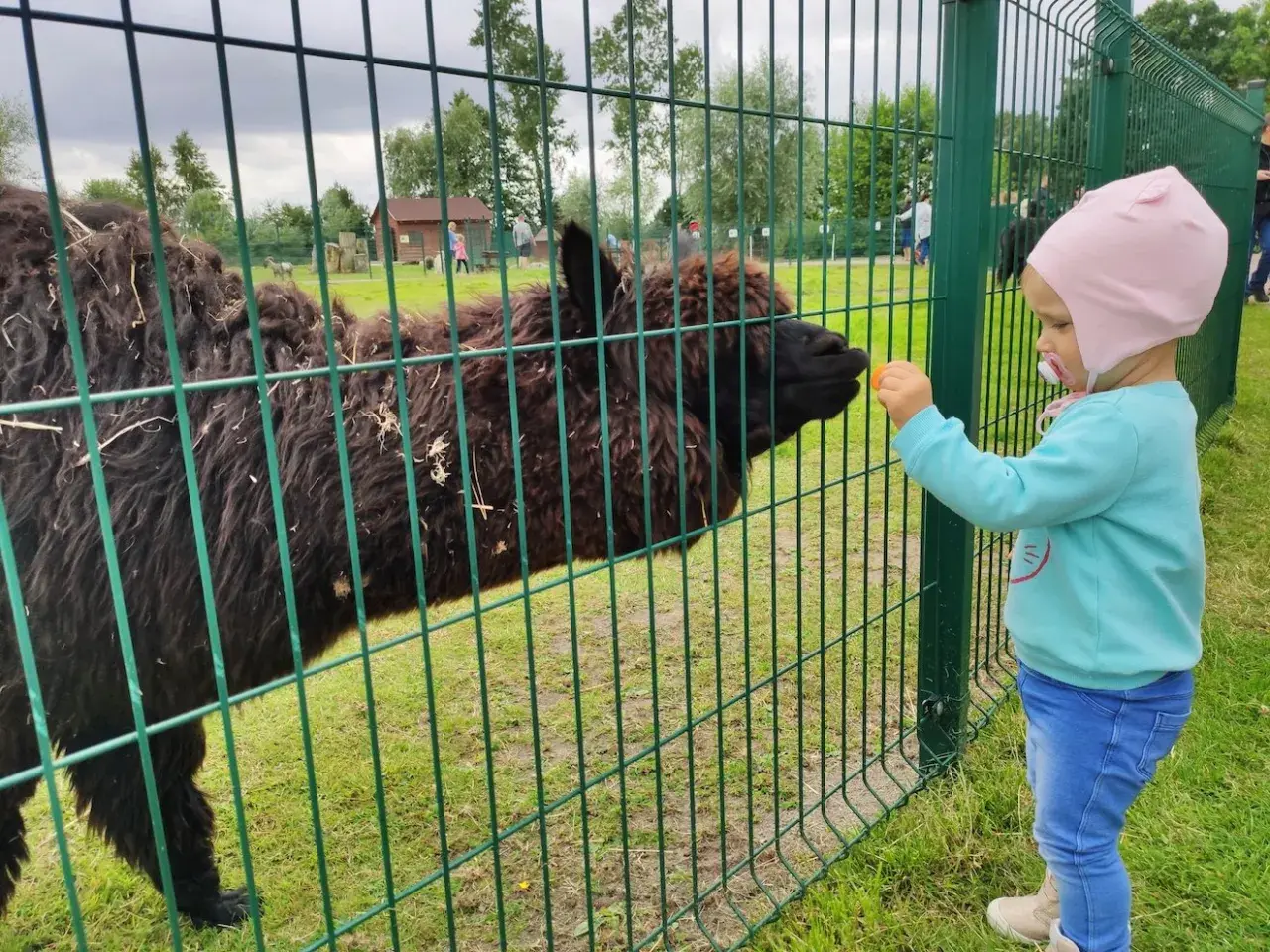 Dziecko karmi alpakę marchewką w zoo nad morzem.