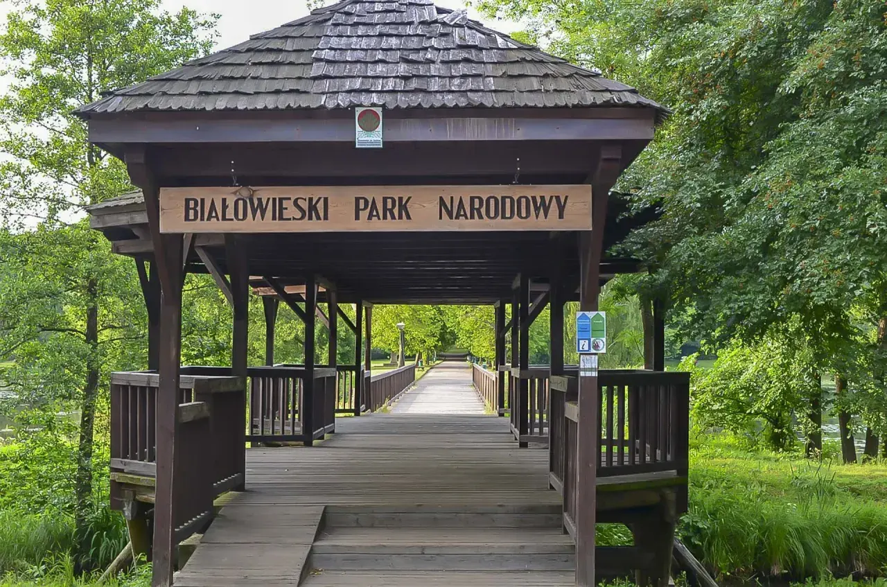 Drewniany mostek prowadzi do Białowieskiego Parku Narodowego. Ciekawostki o przyrodzie czekają za zielonymi drzewami.
