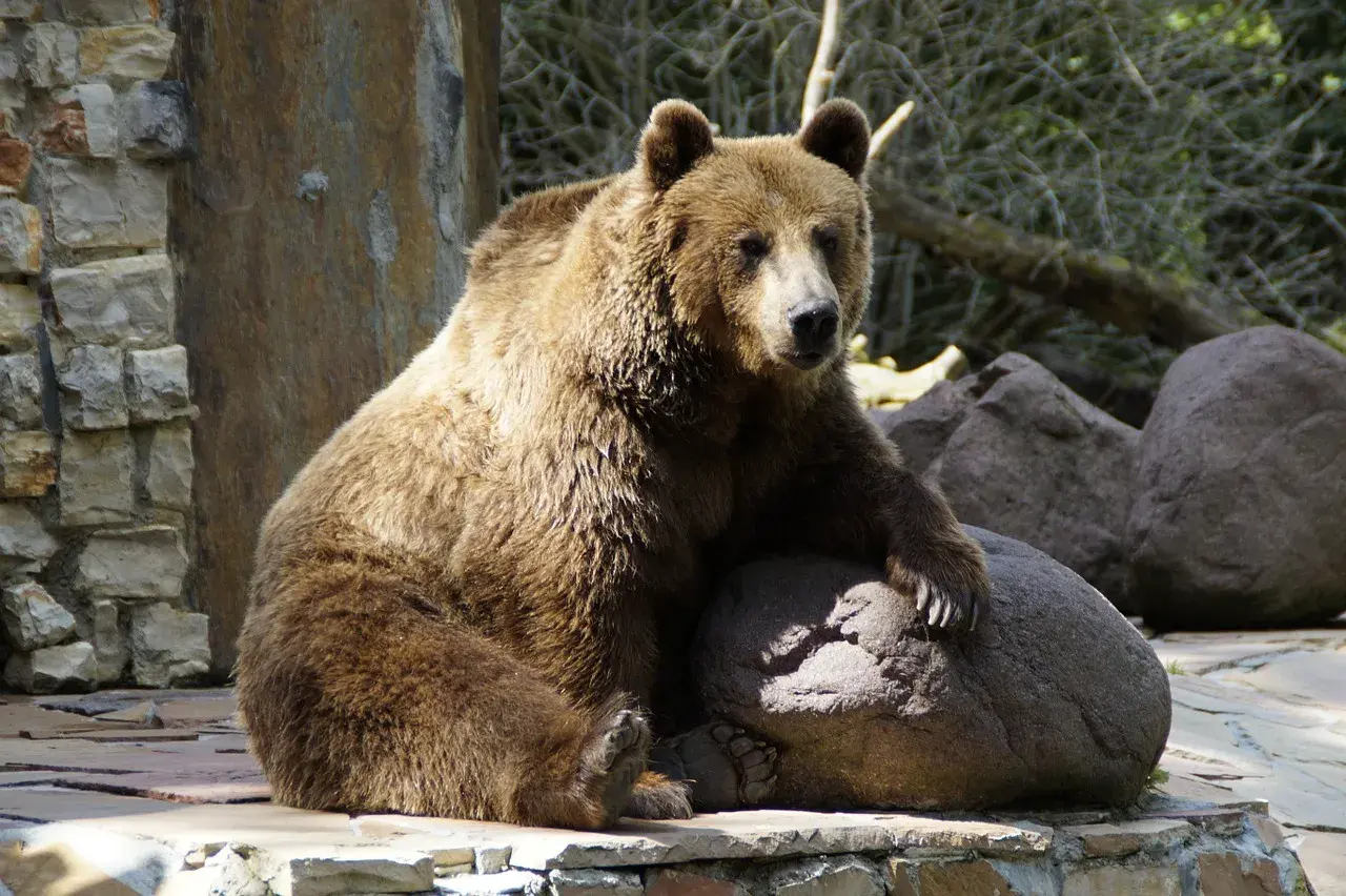 Miś brunatny odpoczywa na kamieniu w najstarszym zoo w Polsce.