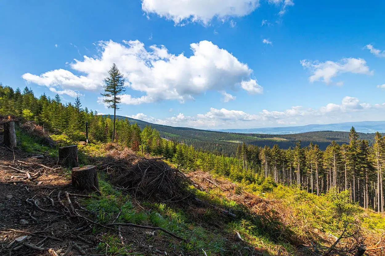 Widok na las i wzgórza w śnieżnicki park krajobrazowy. Widać ścięte drzewa i młodnik.