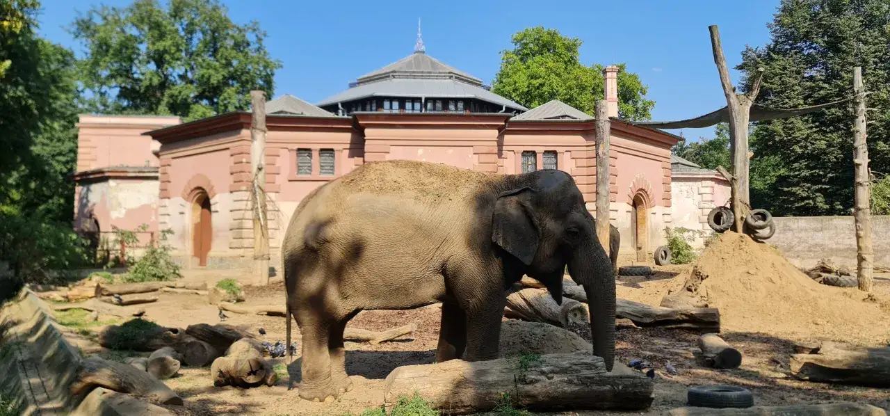 Słoń w historycznym wybiegu najstarszego zoo w Polsce.