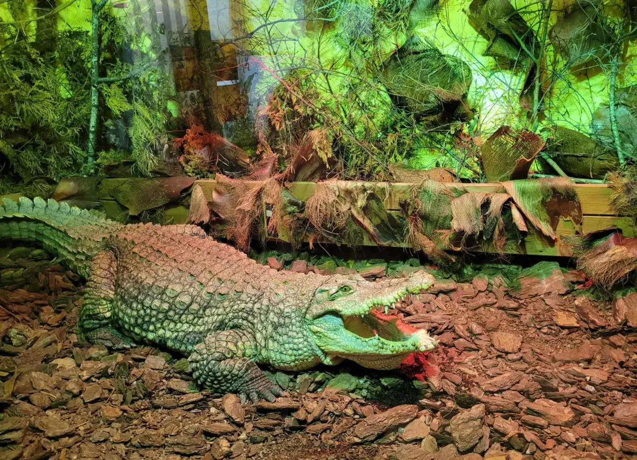 Krokodyl z otwartą paszczą w terrarium, które przypomina egzotyczną dżunglę. To jak mini zoo nad morzem, pełne zieleni i naturalnych elementów.