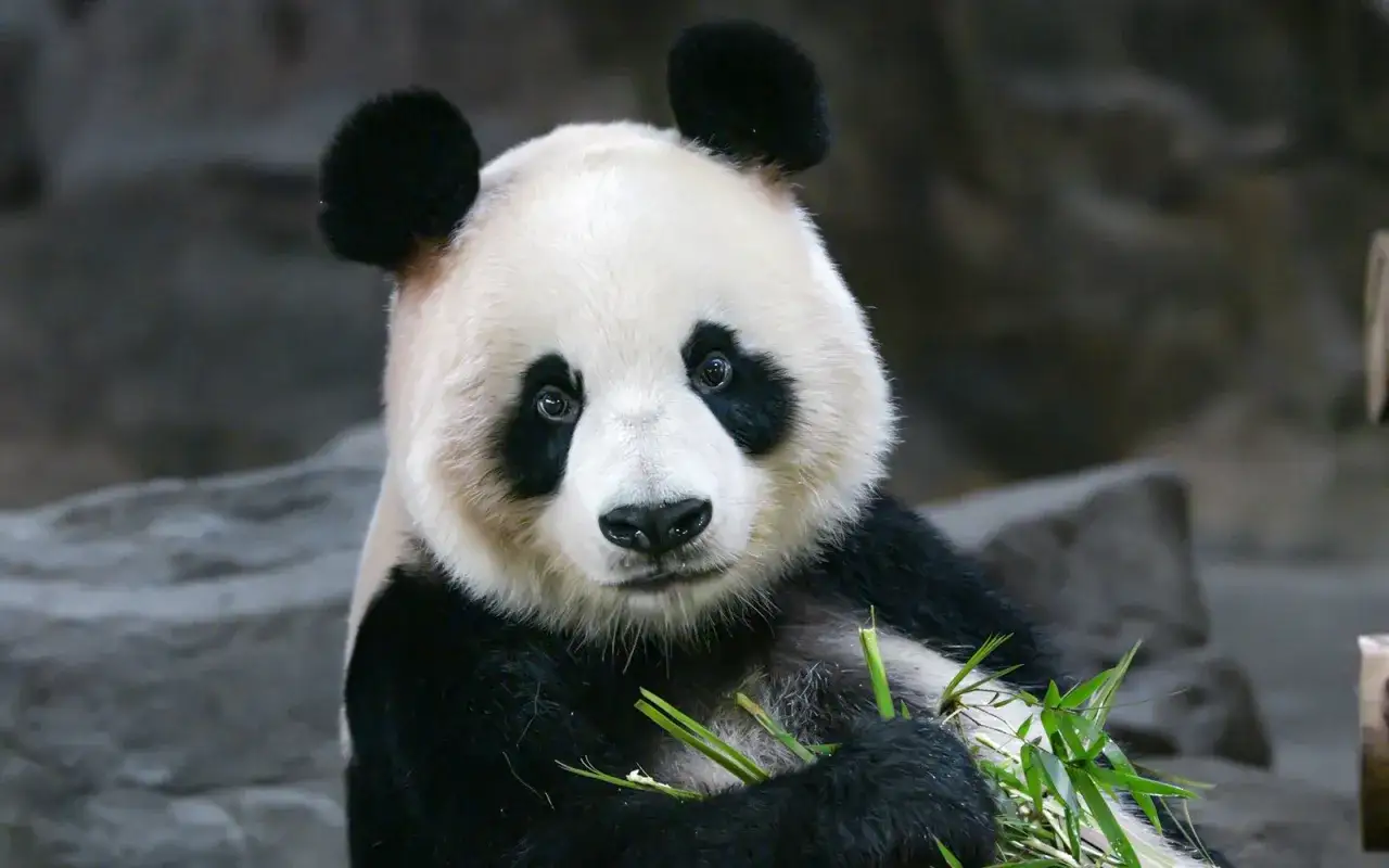 Urocza panda wielka w zoo wiedeń zajada się świeżym bambusem.